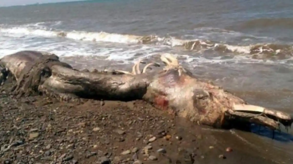 Leesehan Sakhalin: Rasa Laut yang Menggoda di Jantung Cilacap